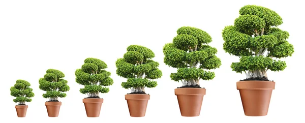 Row of trees growing in size — Stock Photo, Image