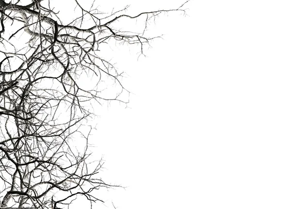 Leafless tree branches — Stock Photo, Image