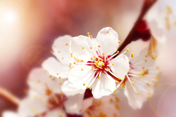 Blossoming tree on blurred nature — Stock Photo, Image