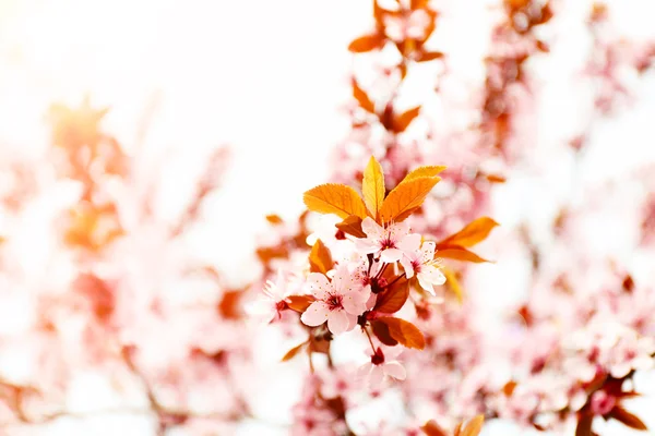 Kwitnąca drzewo na natura niewyraźne — Zdjęcie stockowe