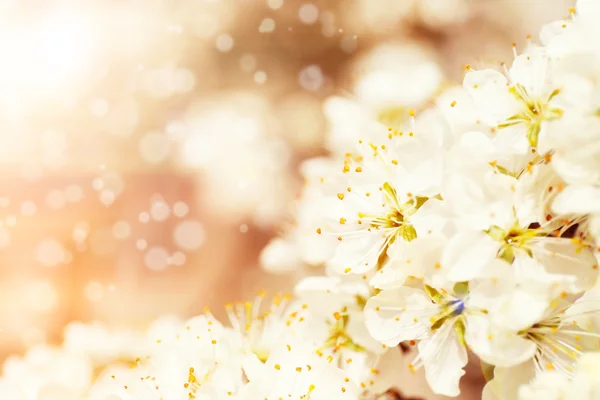 Arbre en fleurs sur nature floue — Photo