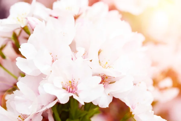 Blommande sakura träd — Stockfoto