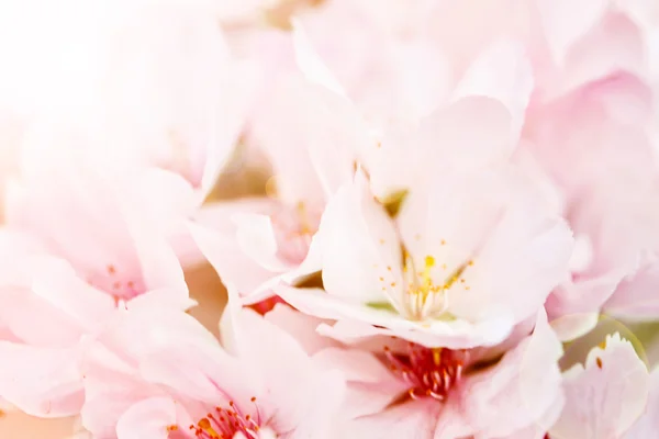 Bloeiende sakura boom — Stockfoto