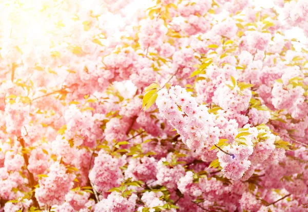 Albero di sakura fiorito — Foto Stock