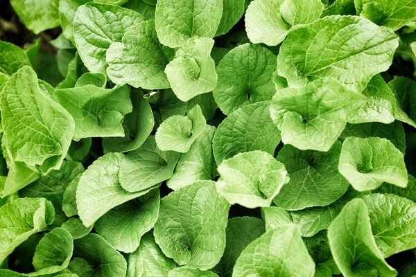 Taze yaprakları ile arka plan