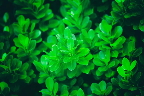 Background with fresh leaves — Stock Photo, Image