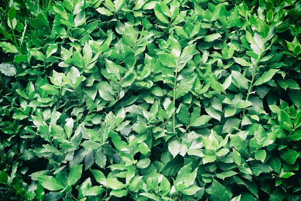 Hintergrund mit frischen Blättern — Stockfoto