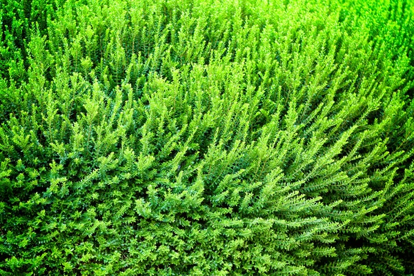 Bakgrund med färska blad — Stockfoto