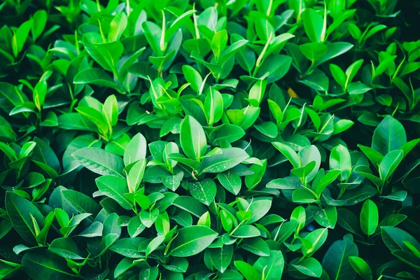 Bakgrund med färska blad — Stockfoto