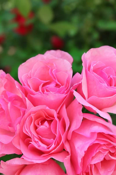 Mooi boeket van roze rozen — Stockfoto