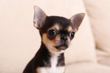 Chihuahua köpek bej kanepe