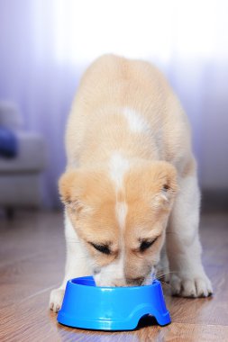 Orta Asya çoban köpek 