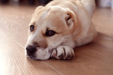 Orta Asya çoban köpek 