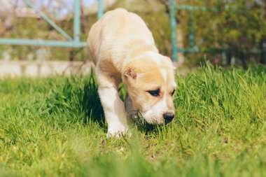 Orta Asya çoban köpek 