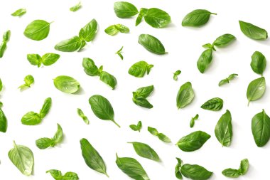 taze fesleğen yaprağı      