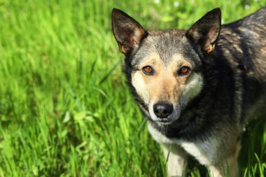 Taze yeşil çim köpek 