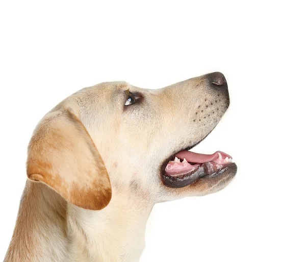 Cute Labrador dog — Stock Photo, Image