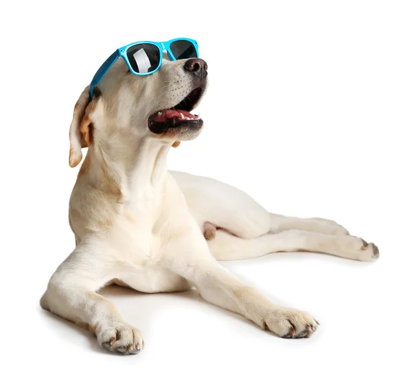 Cute Labrador hond met zonnebril — Stockfoto