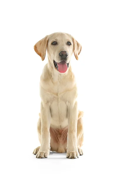 かわいいラブラドール犬 — ストック写真