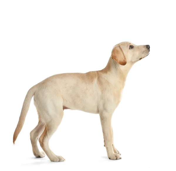Cute Labrador dog — Stock Photo, Image