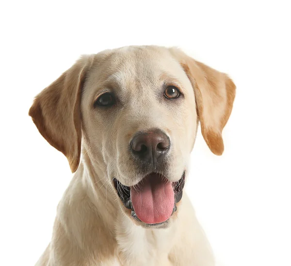 Cane labrador carino — Foto Stock