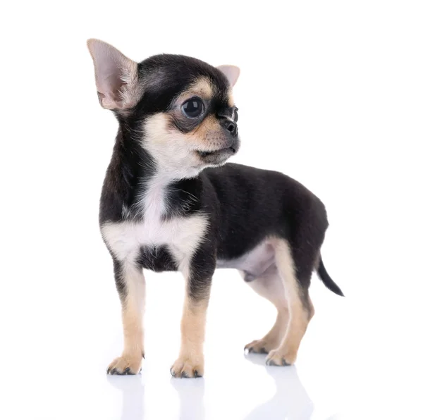 Chihuahua cachorro no branco — Fotografia de Stock