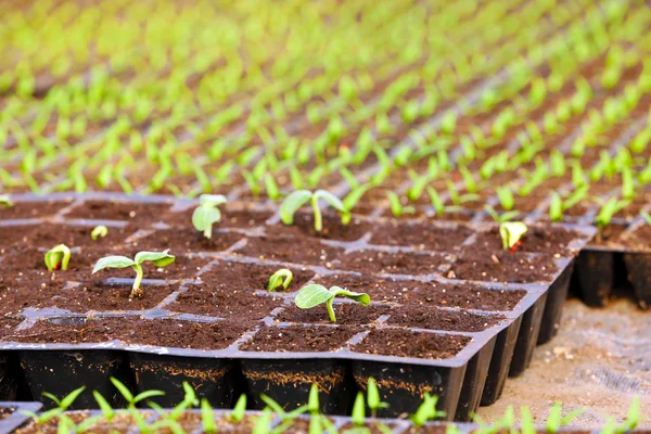 Black trays with soil for seedlings — Stock Photo, Image