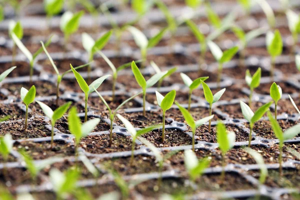 Plantas de plántulas en una bandeja negra — Foto de Stock