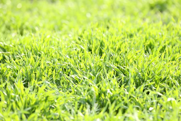 Colorful Green grass — Stock Photo, Image