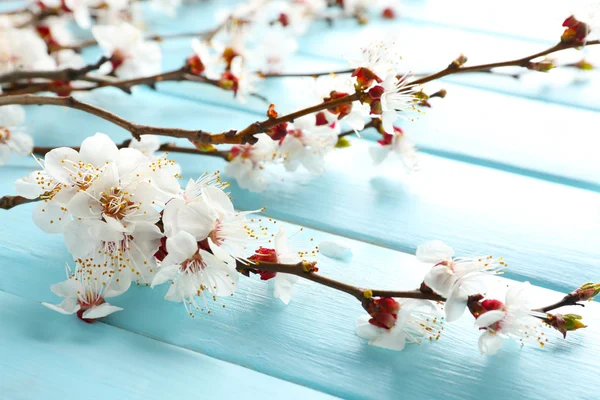 Blooming branch of tree — Stock Photo, Image