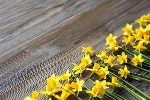 Beautiful narcissus flowers — Stock Photo, Image