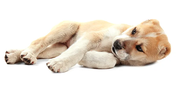 Central Asian Shepherd puppy — Stock Photo, Image