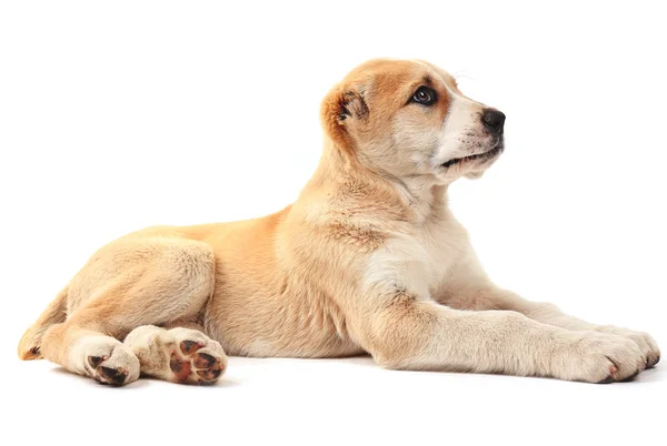 Central Asian Shepherd puppy — Stock Photo, Image