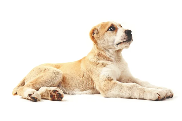 Central Asian Shepherd puppy — Stock Photo, Image