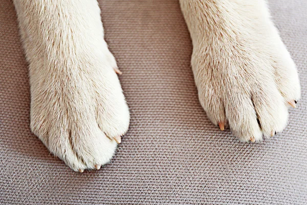 Dog paws closeup — Stock Photo, Image