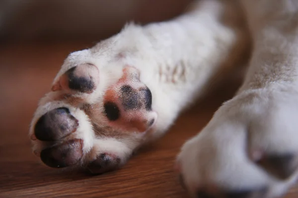 Patas de cão no chão — Fotografia de Stock