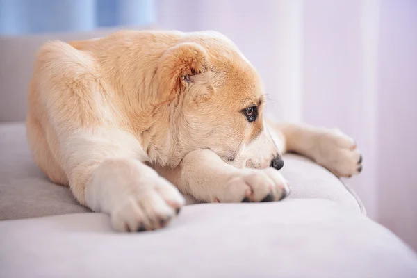 Centraal-Aziatische herder pup — Stockfoto