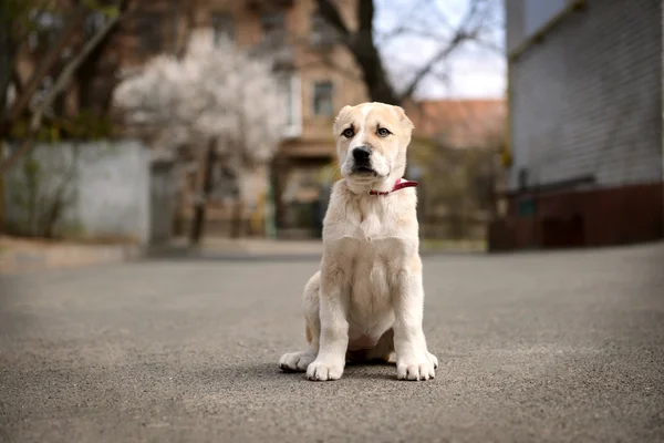 中亚牧羊犬小狗 — 图库照片