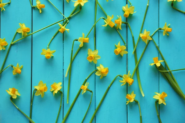 Fiori gialli narcisi — Foto Stock