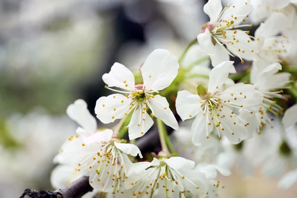 Primavera florescendo ramo — Fotografia de Stock