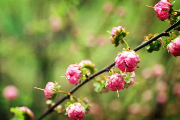 Rama floreciente de primavera — Foto de Stock