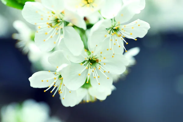 Branche floraison printanière — Photo