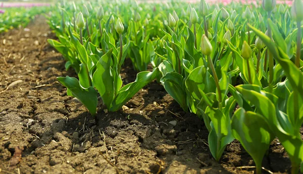 Belos campos de tulipas — Fotografia de Stock