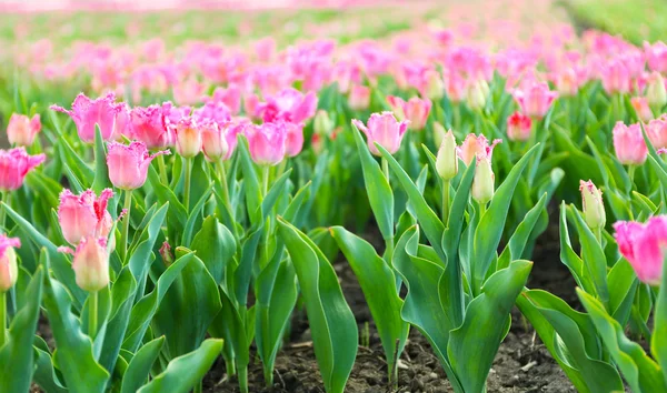 Campo de tulipas colorido — Fotografia de Stock