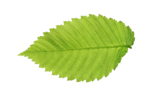 Hoja verde sobre blanco — Foto de Stock