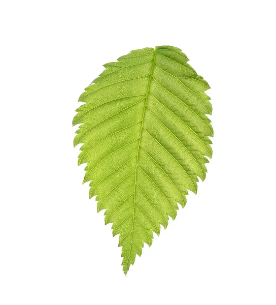 Green leaf on white — Stock Photo, Image