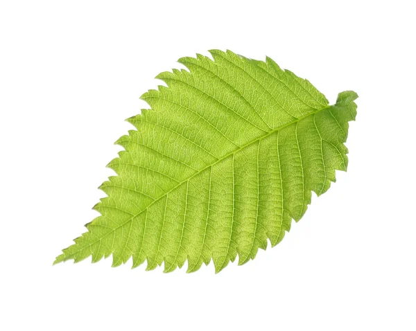 Green leaf on white — Stock Photo, Image