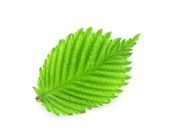 Hoja verde sobre blanco — Foto de Stock