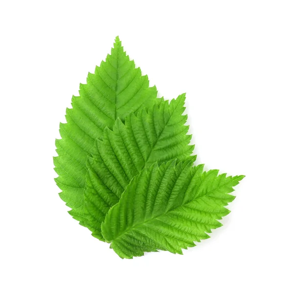 Green leaves on white — Stock Photo, Image