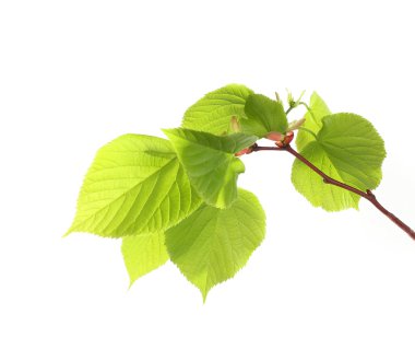 Yeşil taze yaprakları